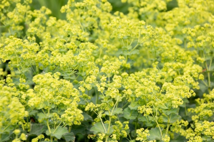 Frauenmantel (Alchemilla)