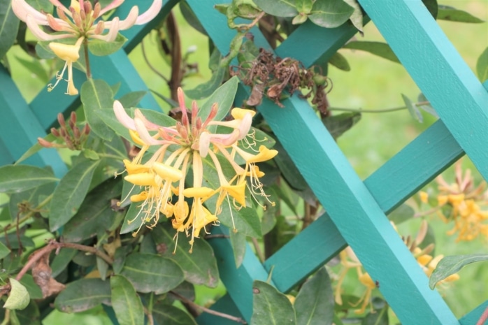 Geißblatt (Lonicera)