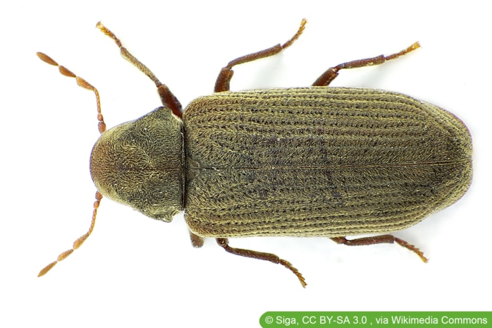 Gemeiner Nagekäfer (Anobium Punctatum)