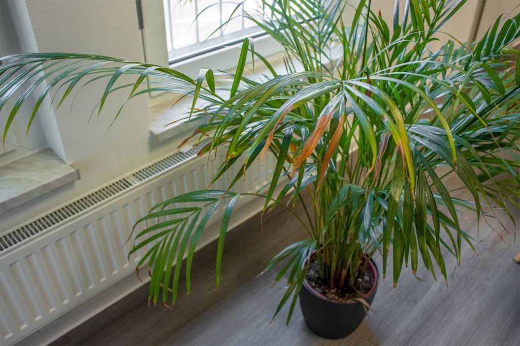 Kann Man Palmen Schon Ins Freie Stellen Yucca-Palme im Garten nach draußen stellen - ab wann ist es möglich