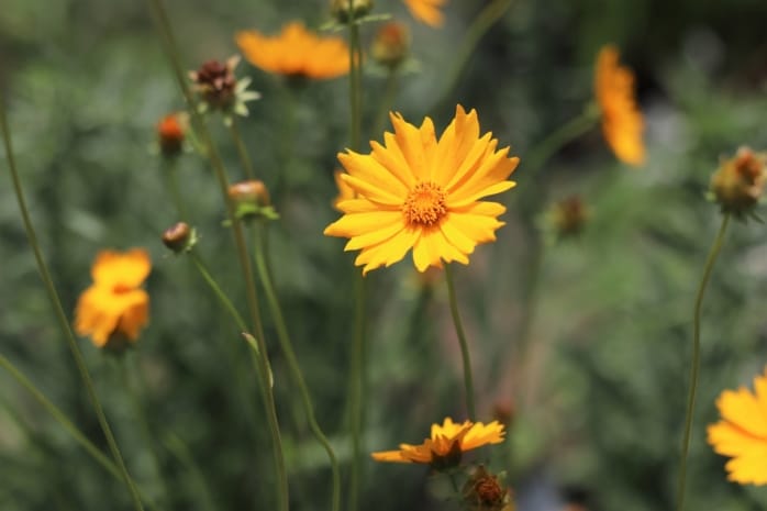 Großblütiges Mädchenauge (Coreopsis grandiflora)