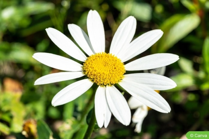 Großblumige Garten-Margerite (Leucanthemum x superbum 'Snowcap')