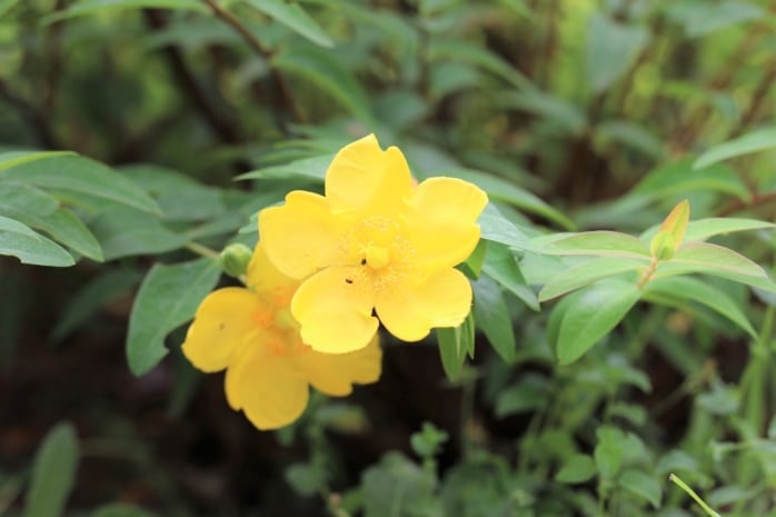 Großblumiges Johanniskraut 'Hidcote' (Hypericum)