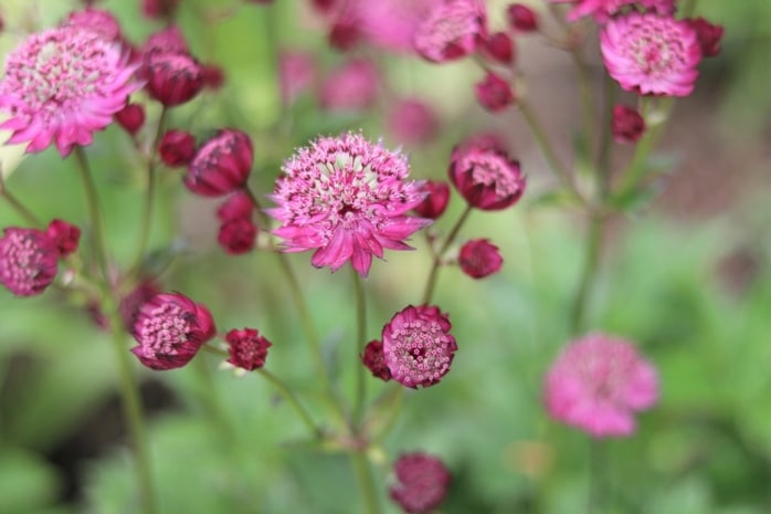 Große Sterndolde (Astrantia major)