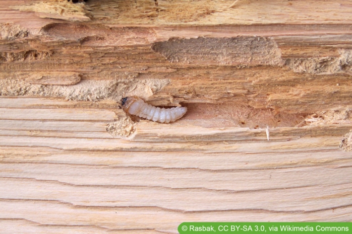 Hausbockkäfer - Hylotrupes Bajulus