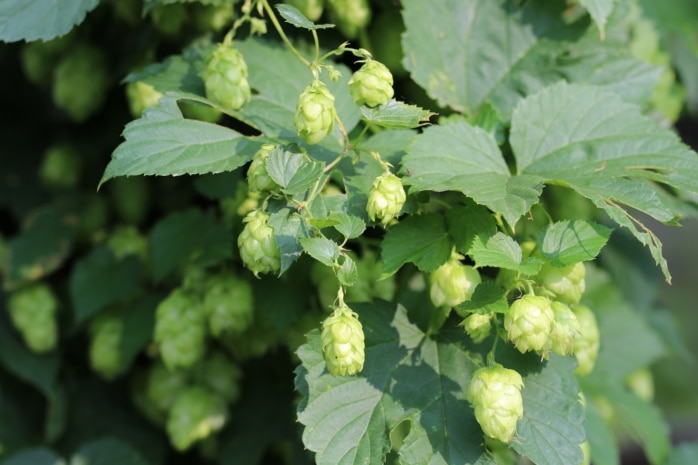 Hopfen (Humulus lupulus)