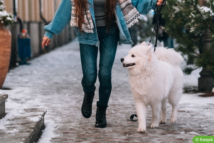 Hund beim Spazieren im Winter