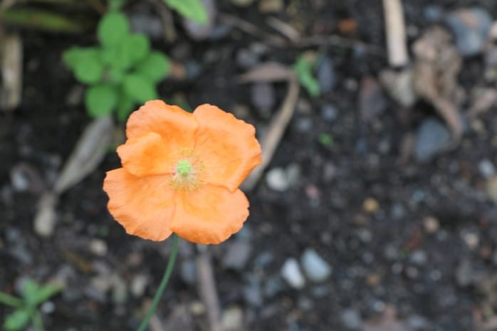 Island-Mohn (Papaver nudicaule)