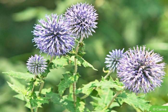 Kugeldistel (Echinops ritro)