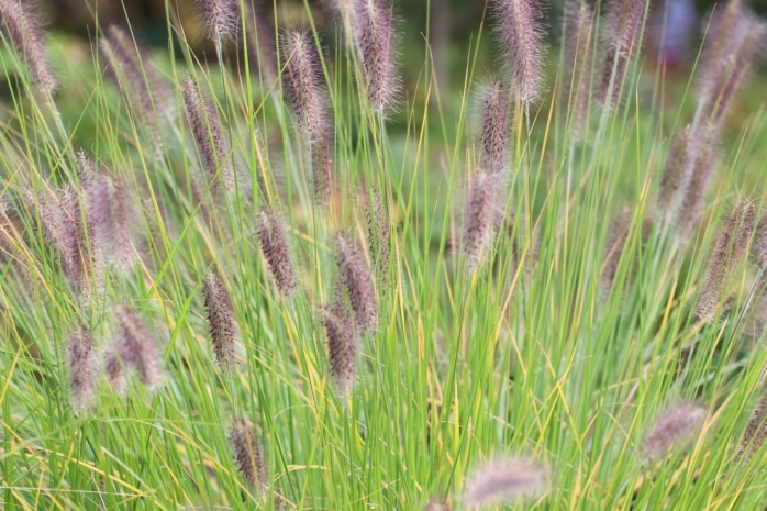 Lampenputzergras (Pennisetum alopercuroides)