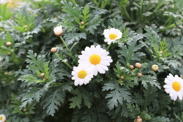 Margerite (Leucanthemum)