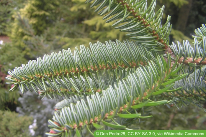 Nordmann-Tanne - Abies nordmanniana