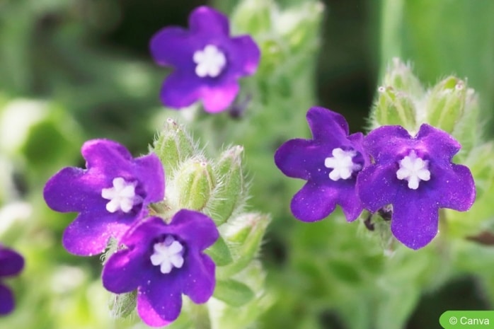 Ochsenzunge (Anchusa officinalis)