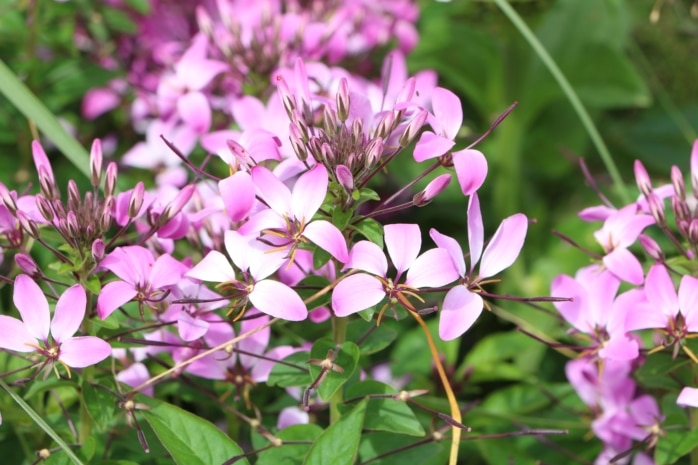 Prachtkerze (Gaura lindheimeri)