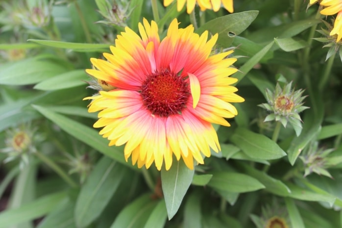 Prärie-Kokardenblume (Gaillardia aristata)