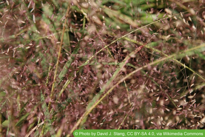 Purpus-Liebesgras (Eragrostis spectabilis)