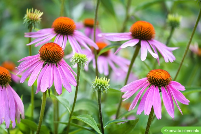 Purpur-Sonnenhut (Echinacea purpurea)