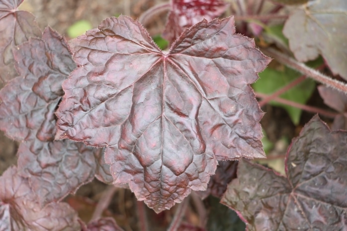 Purpurglöckchen (Heuchera)