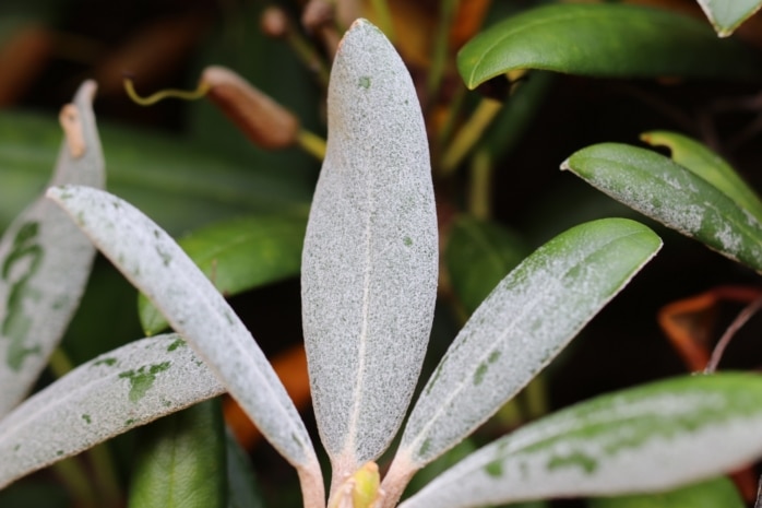 Echter Mehltau an Rhododendron