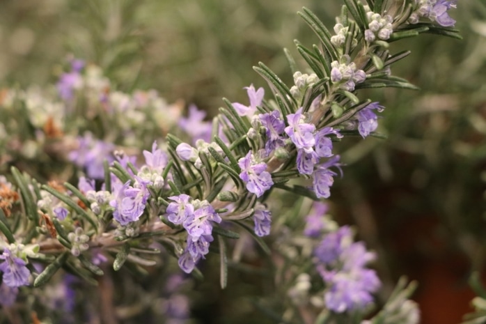 Rosmarin (Salvia rosmarinus)