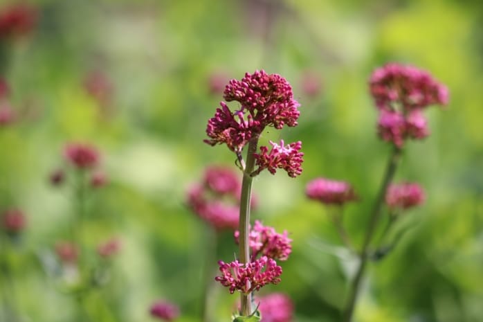 Rote Spornblume (Centranthus ruber)