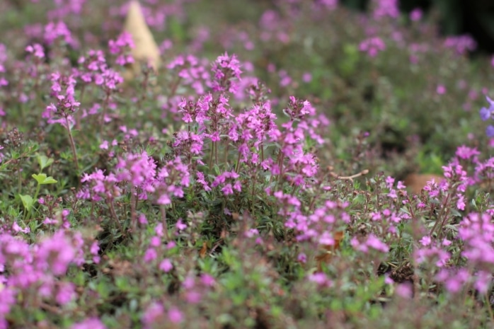 Roter Sand-Thymian (Thymus serpyllum 'Coccineus')