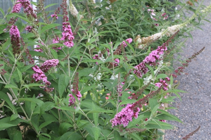 Schmetterlingsflieder (Buddleja)