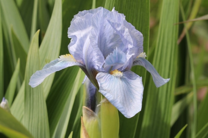 Schwertlilie (Iris)