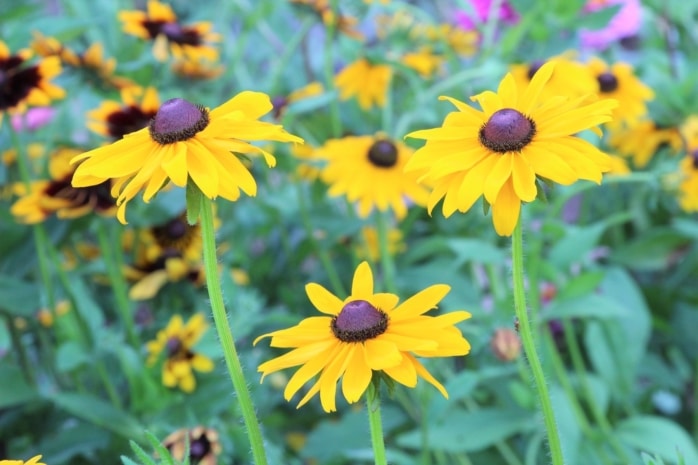 Sonnenauge (Heliopsis)