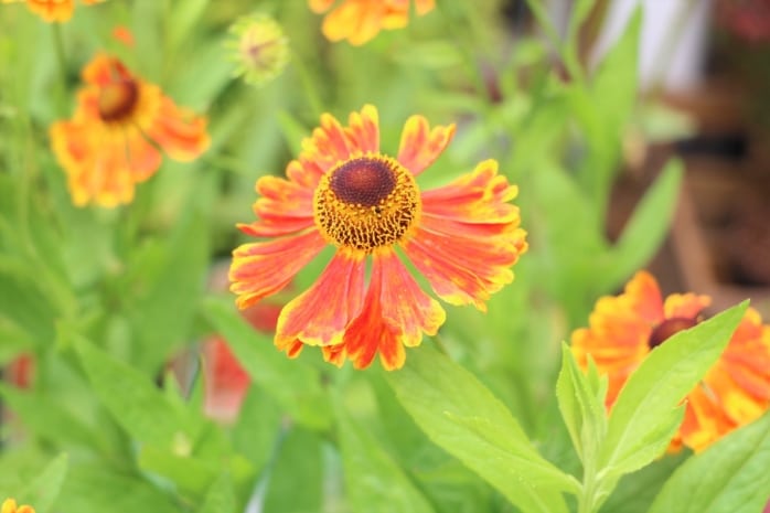 Sonnenbraut (Helenium)