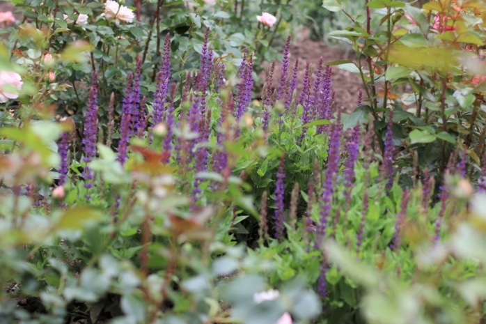 Steppensalbei (Salvia nemorosa)