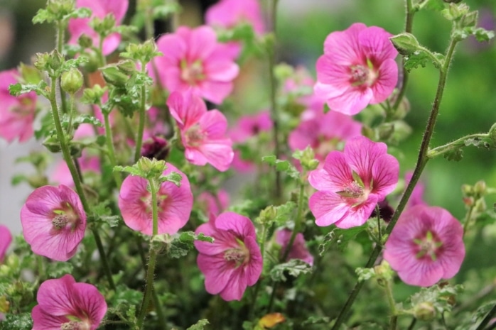 Stockrose (Alcea rosea)