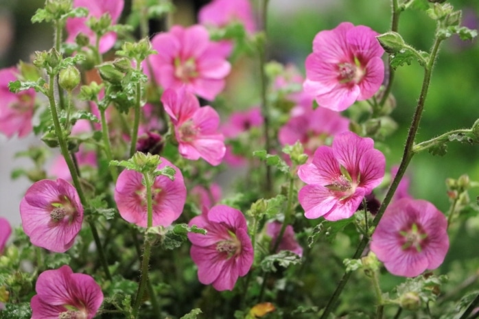 Stockrose (Alcea rosea)