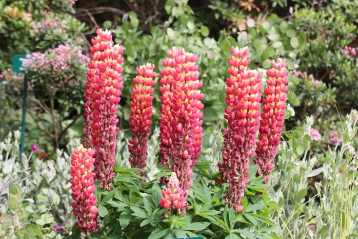 Vielblättrige Lupine (Lupinus polyphyllus)