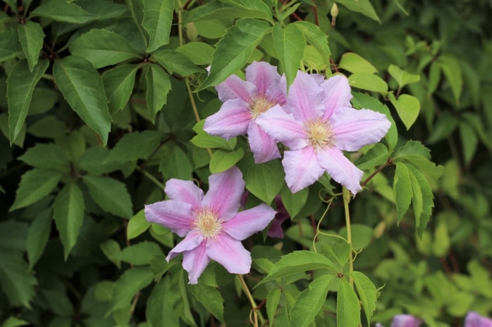 Waldrebe (Clematis)