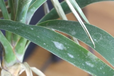 Weiße Flecken auf Blättern einer Yucca-Palme