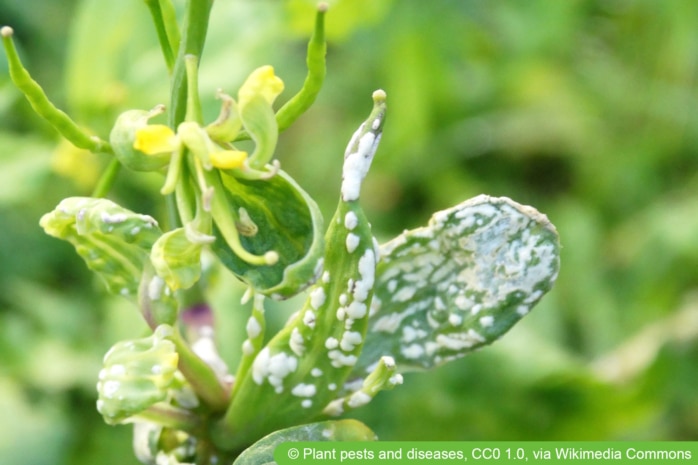 Weißer Rost (Albugo candida) an Senfpflanze