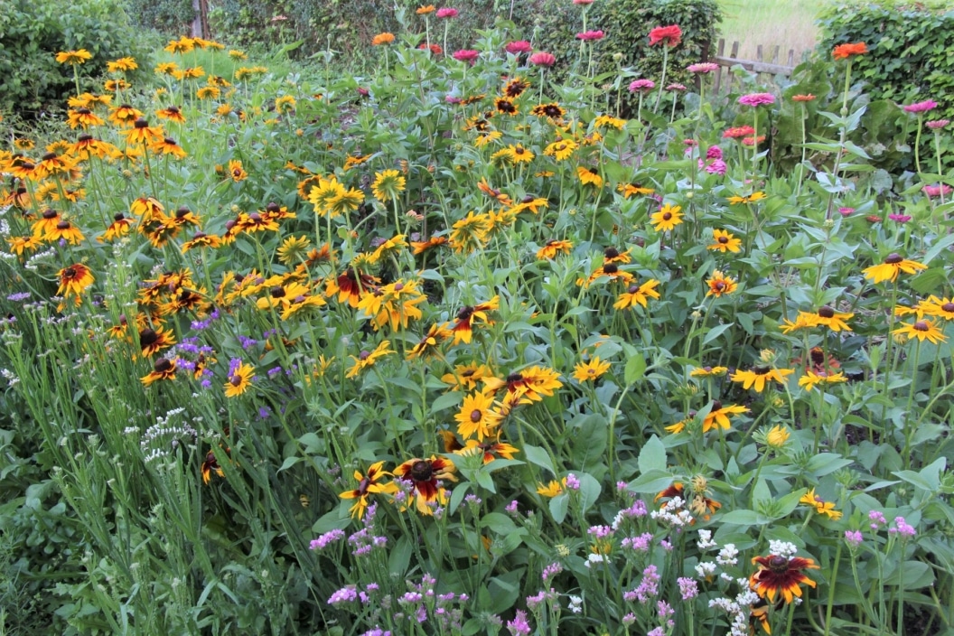 60+ Mittagsblume Überwintern Und Schneiden, Die mittagsblume mag