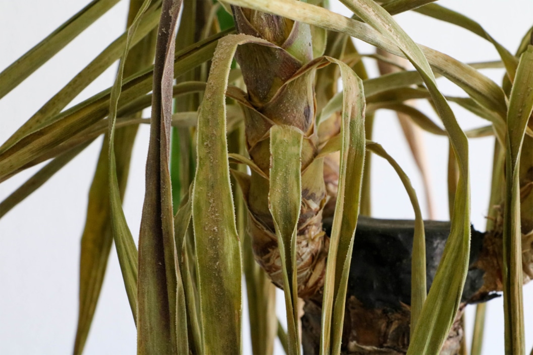 Palme lässt Blätter hängen Yucca & Co retten