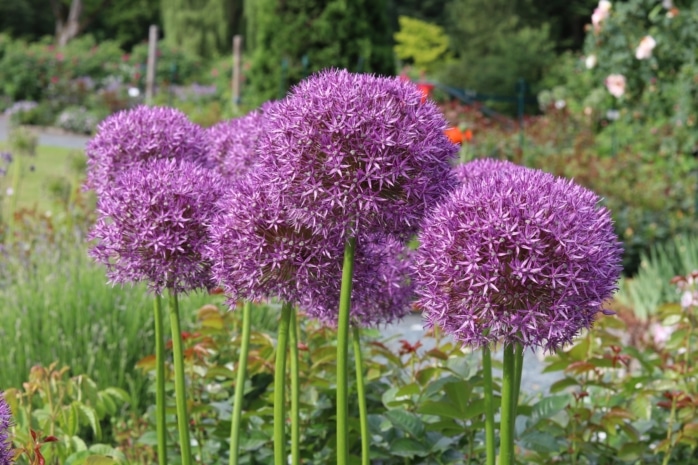 Zierlauch (Allium)