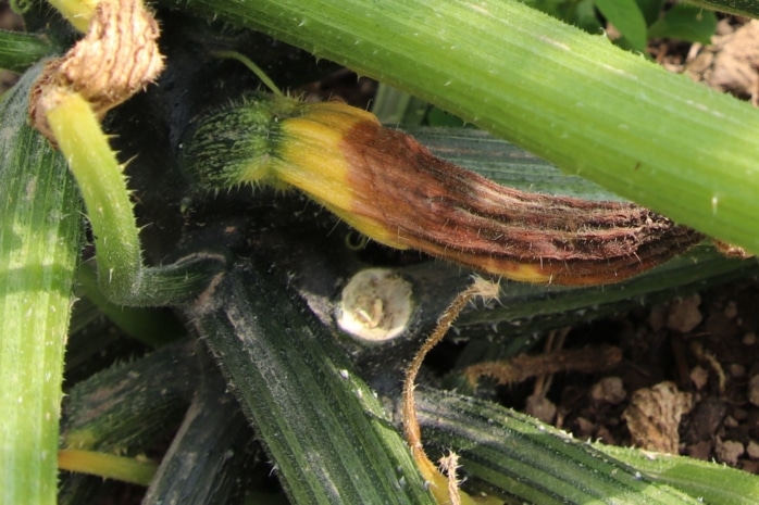 Zucchini faulen an der Pflanze