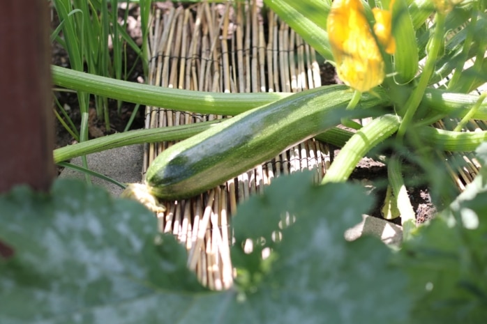 Zucchini auf Unterlage aus Stroh