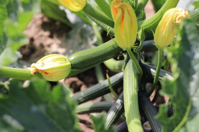 Weibliche Zucchiniblüte (links), männliche Zucchiniblüten (rechts)