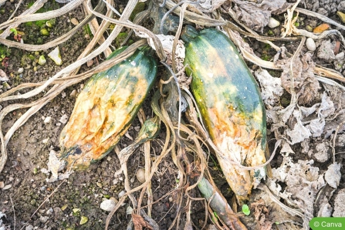 Verfaulte Zucchinifrüchte