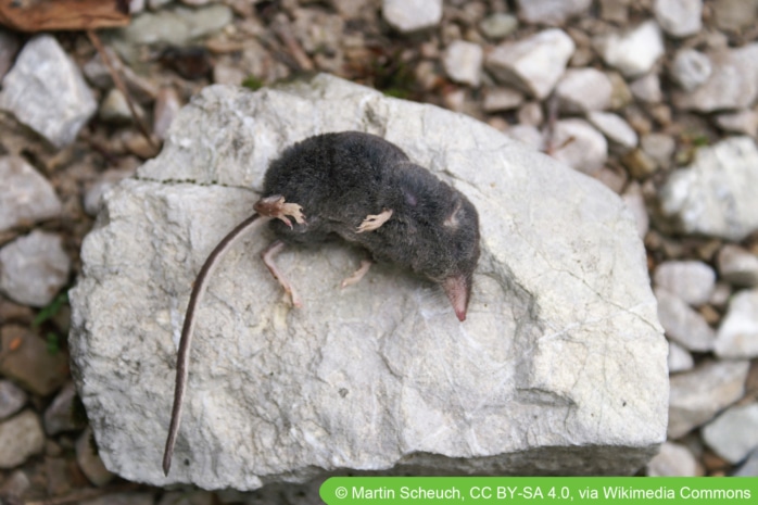 Alpenspitzmaus (Sorex alpinus)