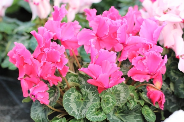 Alpenveilchen (Cyclamen persica)