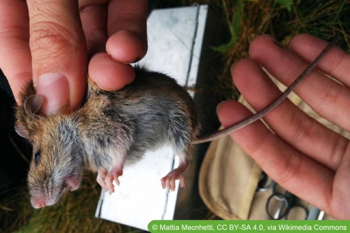 Alpenwaldmaus (Apodemus alpicola)