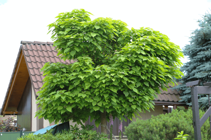 Baum im Vorgarten