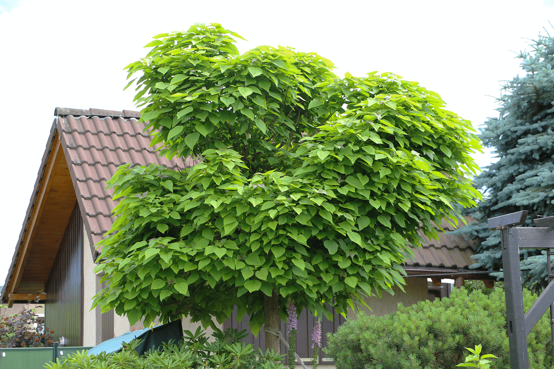 Wie hoch darf mein Nachbar seine Bäume wachsen lassen?