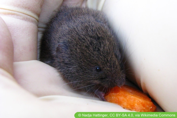 Bayerische Kurzohrmaus (Microtus bavaricus)